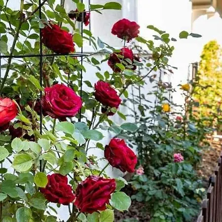 Vitorlas Vendeghaz * Balatonalmádi