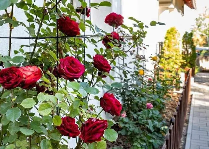 Vitorlás * Balatonalmádi